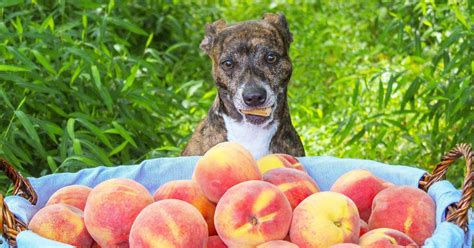 狗喫水蜜桃會怎樣？水果與彎彎犬的奇遇